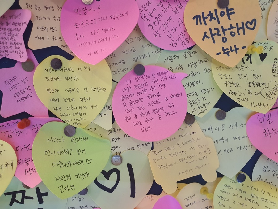 강아지 안락사 방법 강아지안락사 펫마루 6