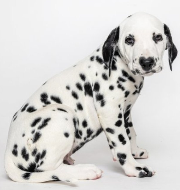  달마시안 (Dalmatian / ダルメシアン)