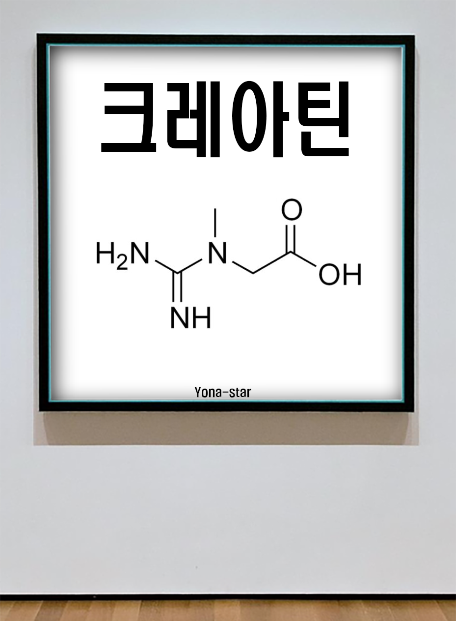  운동능력 향상을 위한 크레아틴의 효능 / 부작용
