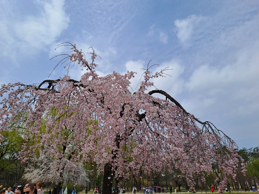활짝핀-수양벚나무_04