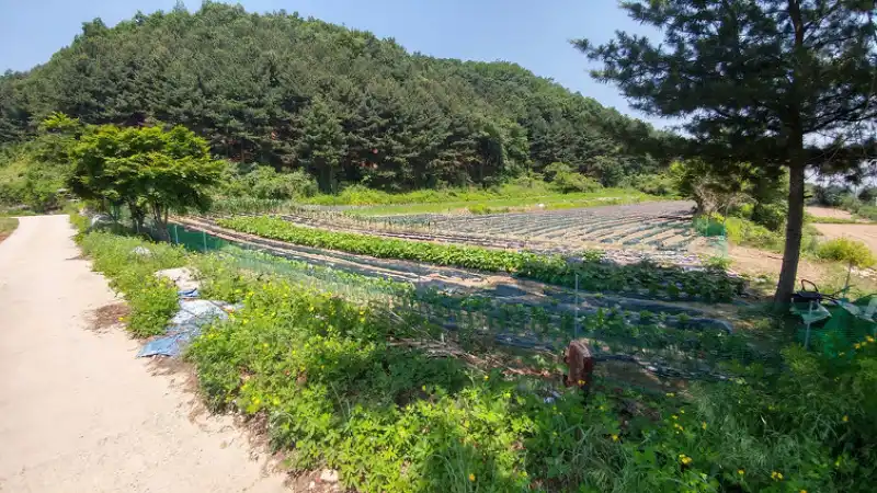땅 사는 목적과 예산 설정이 모든 것의 시작