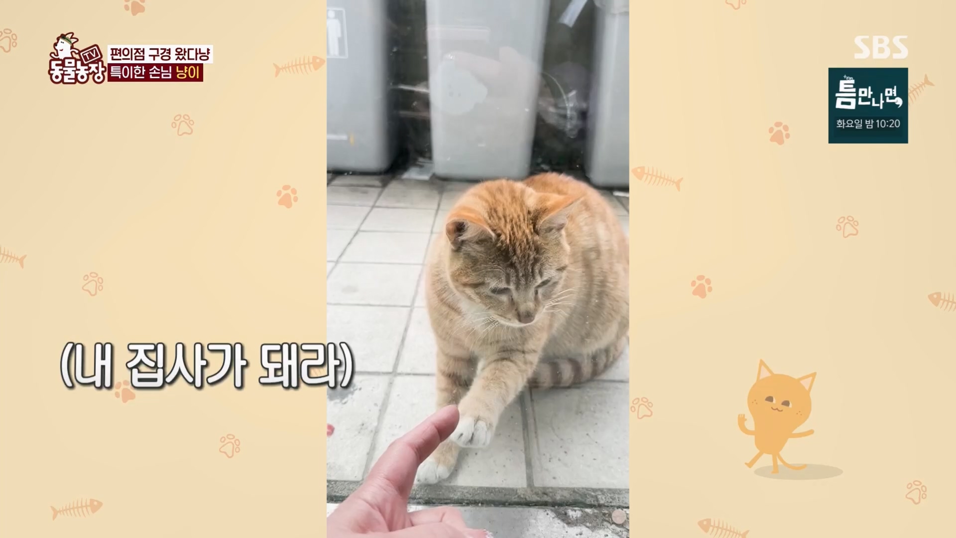 TV 동물농장.E1170.240505p.H264-F1RST.mp4_20240505_153807.530.jpg