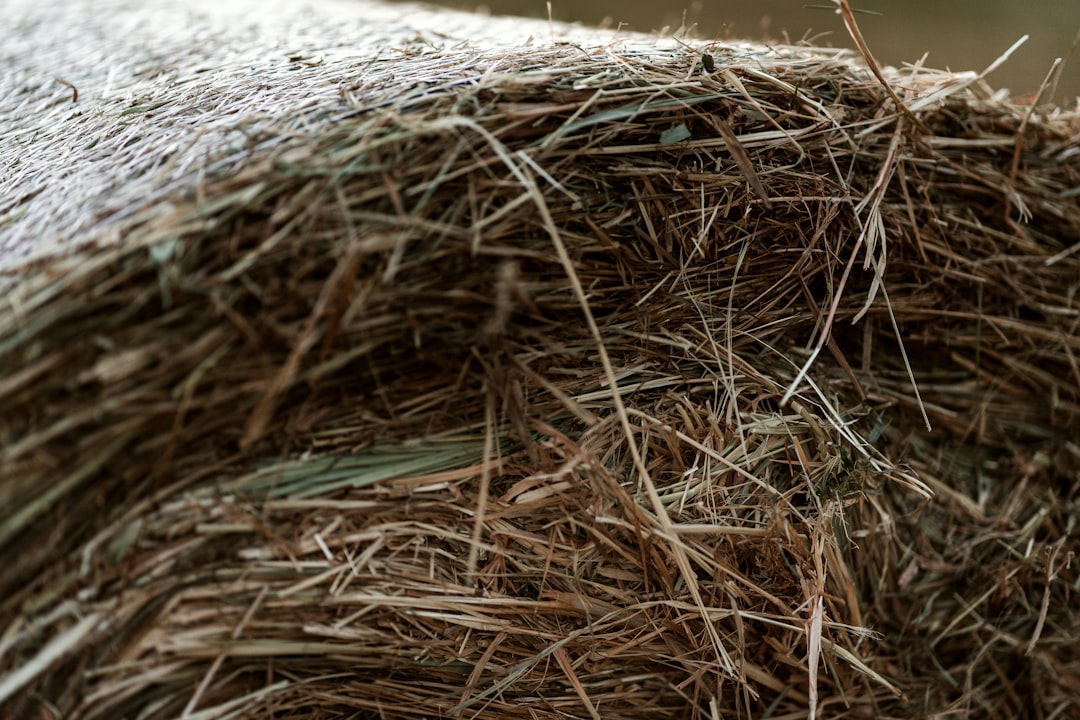 Shedding