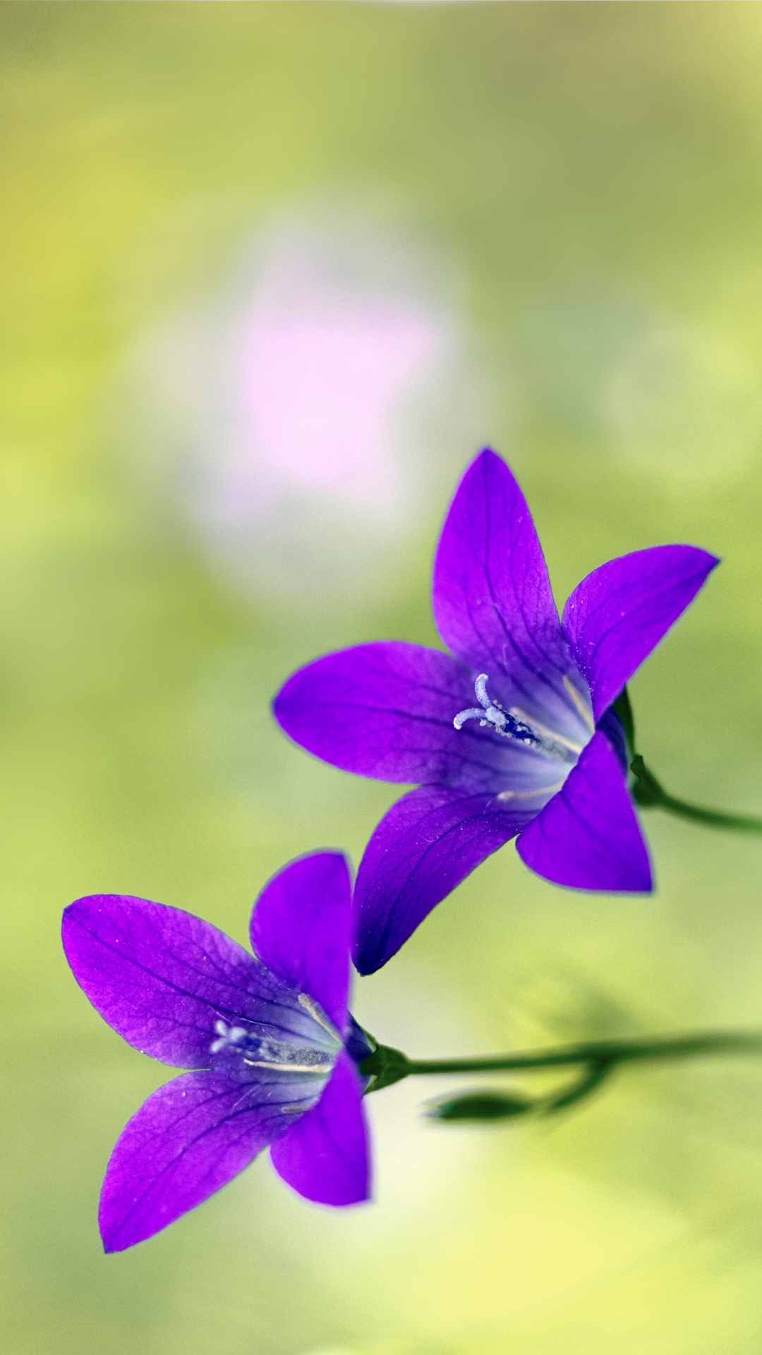 Bellflower Flower iPhone Wallpaper