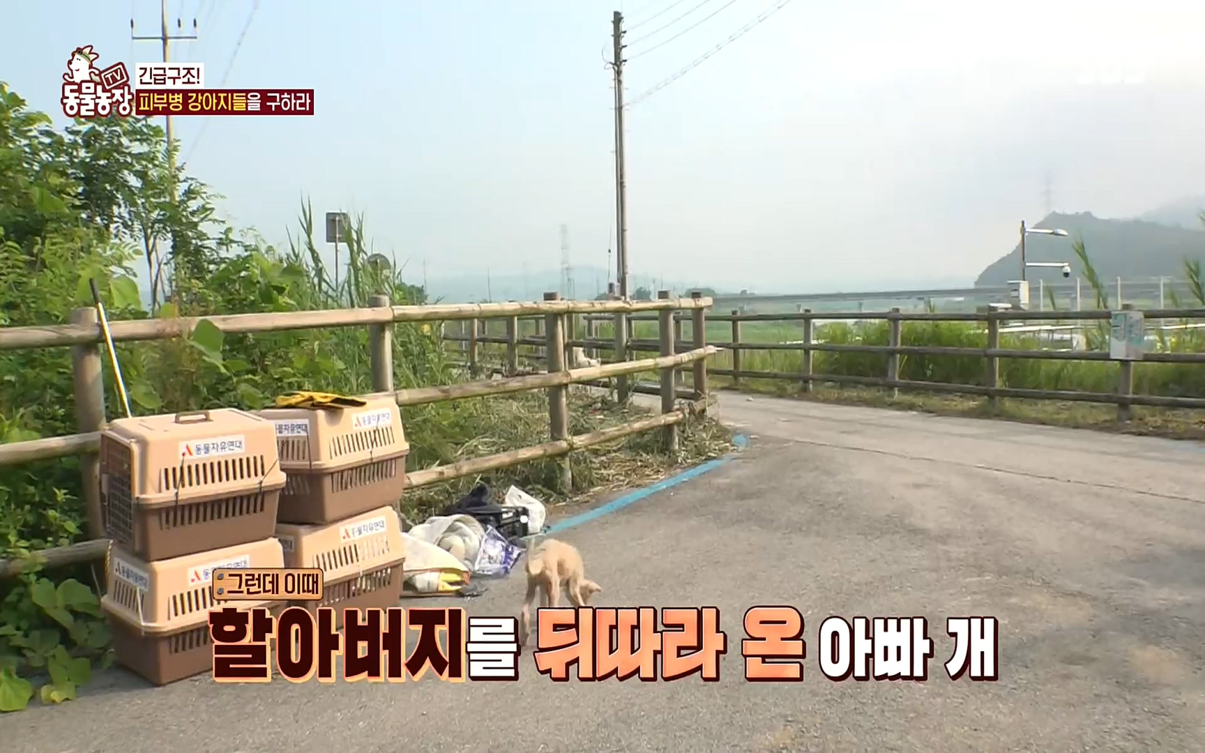 TV 동물농장.E1081.220807p.H264-F1RST.mp4_20220807_213640.366.jpg