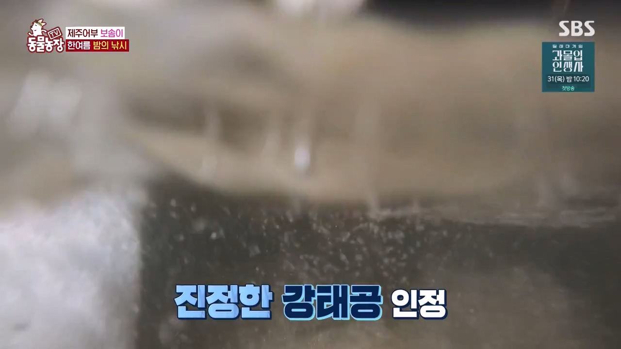 TV 동물농장.E1134.230821p-NEXT.mp4_20230820_193340.346.jpg