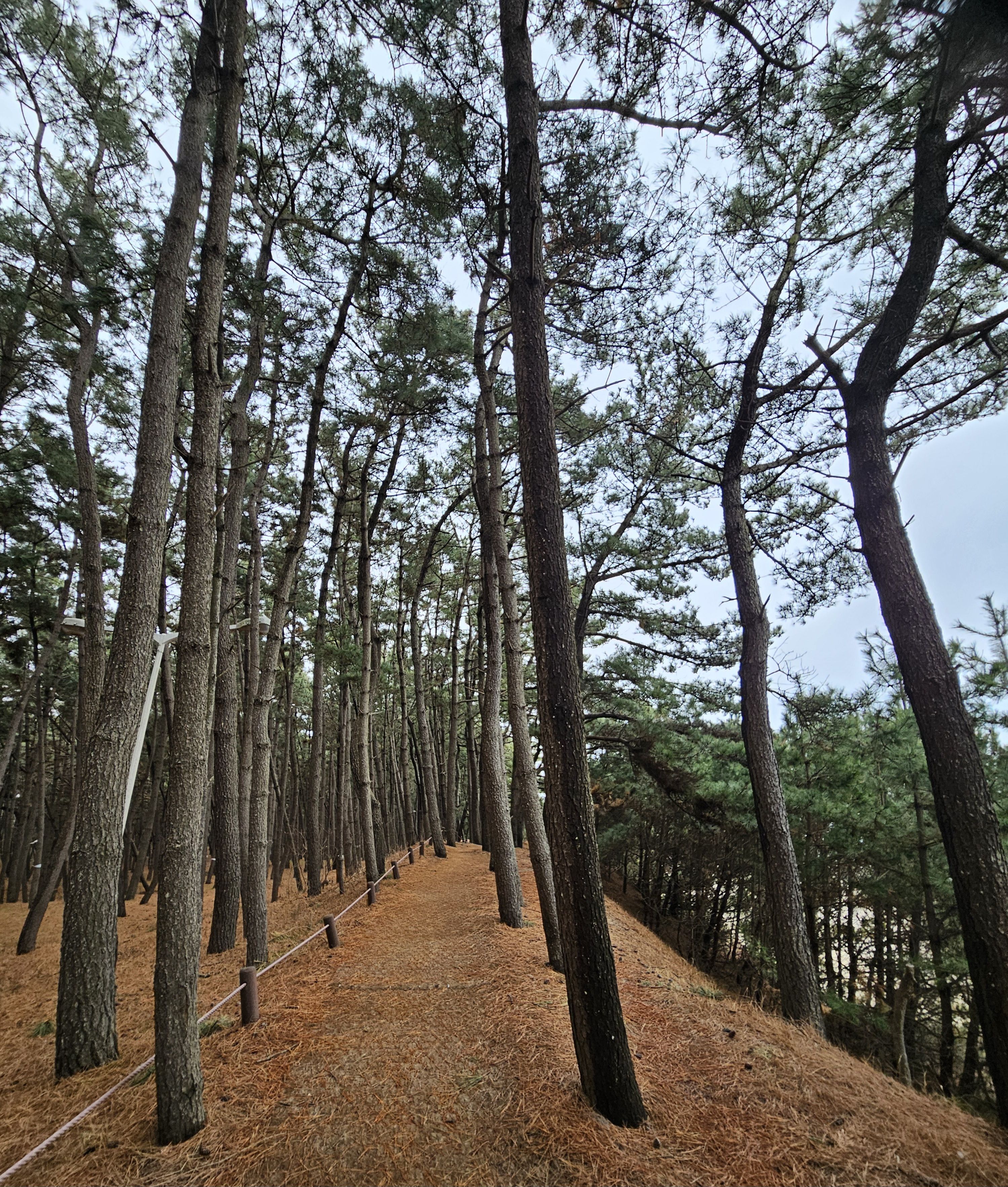 안면도수목원 이미지