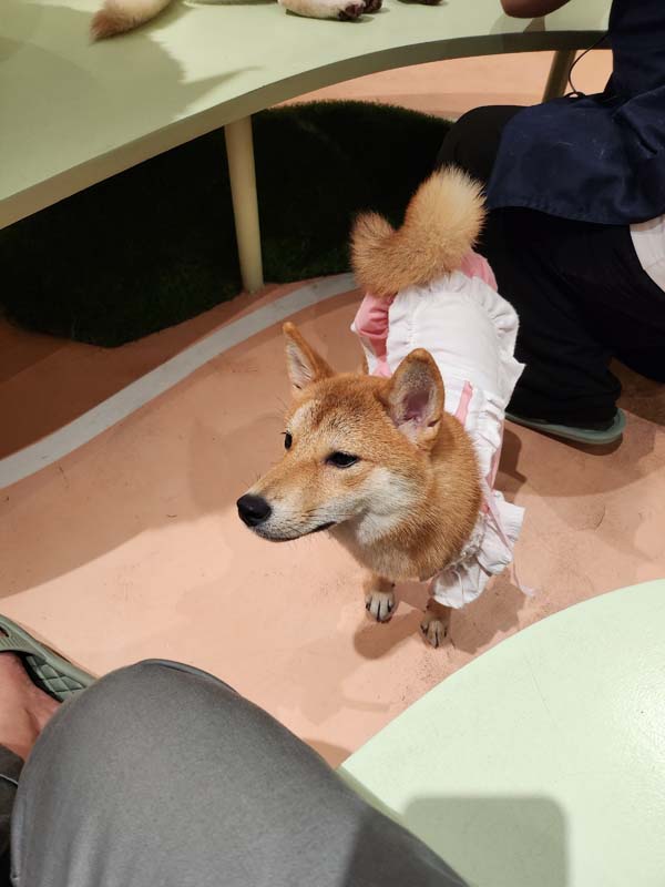 호치민여행_타오디엔카페_펫카페_마메시바_MAME Shiba_애견카페이용_시바견