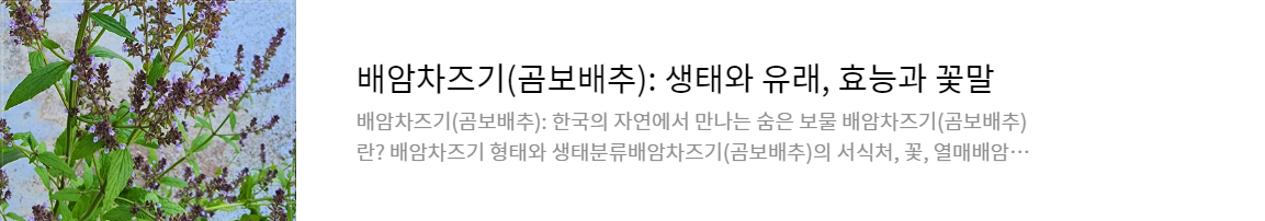 배암차즈기(곰보배추): 생태와 유래, 효능과 꽃말