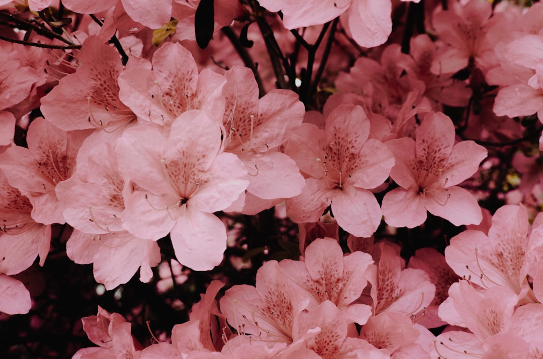 Cherry blossoms.