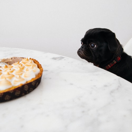 Essential Pet Equipment for Every Pet Owner