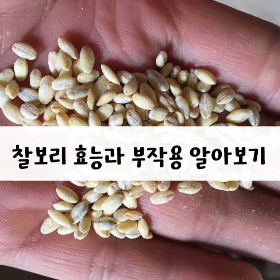 찰보리 효능과 부작용.