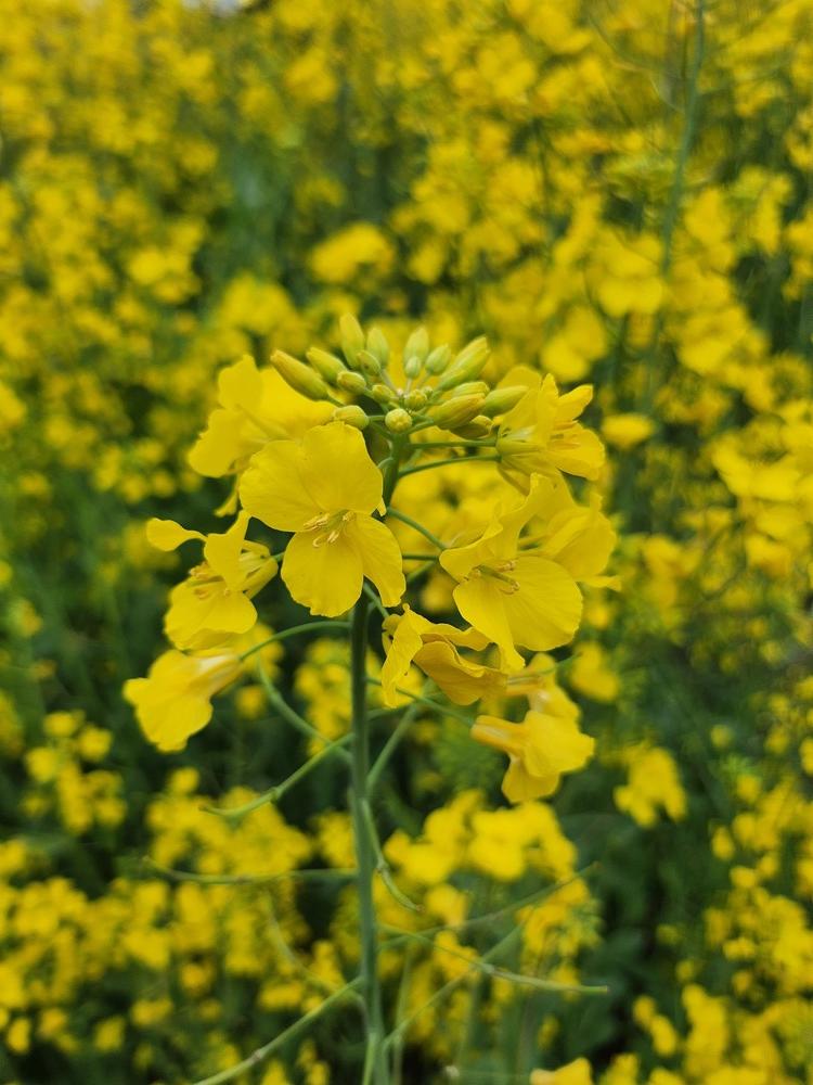 제주 3호 유채꽃 확대
