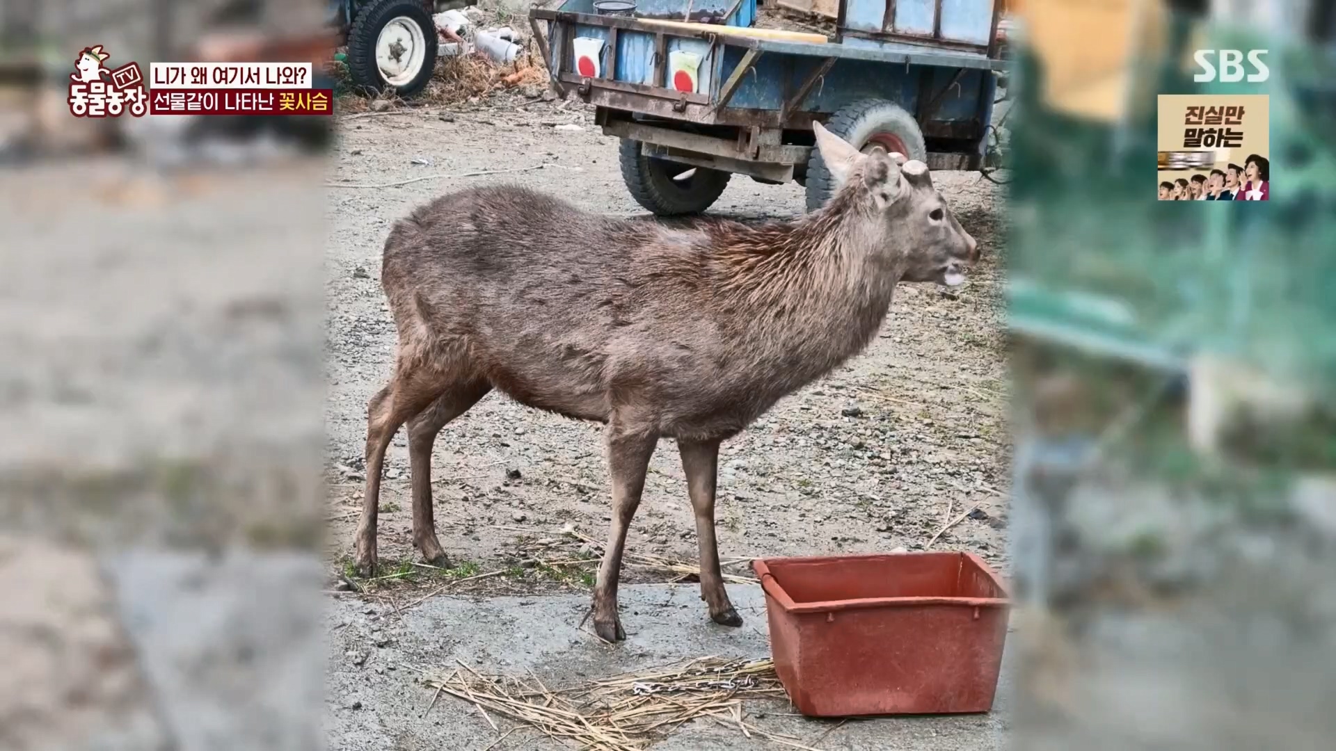 TV 동물농장.E1139.230924p.H264-F1RST.mp4_20230924_171649.822.jpg