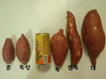 썩은 고구마 구별법 안전하게 먹기_24