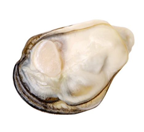 생굴