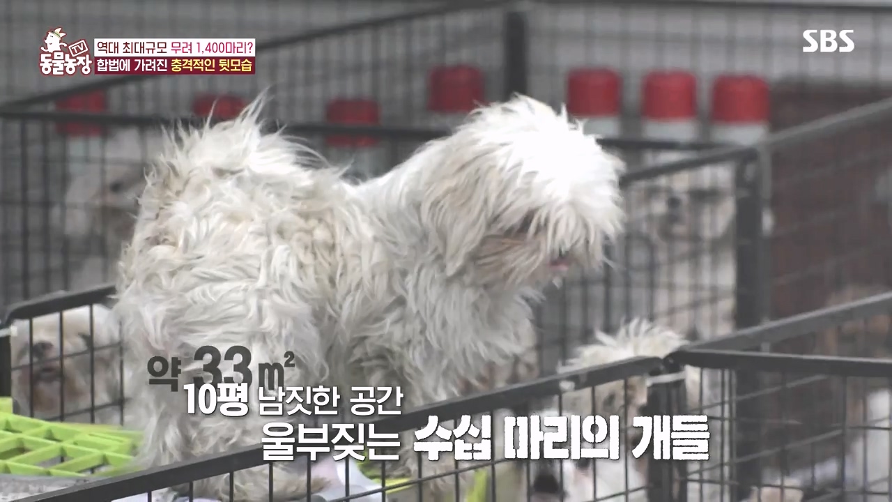 TV 동물농장.E1142.231023p-NEXT.mp4_20231022_171924.510.jpg