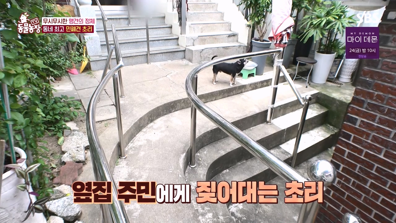 TV 동물농장.E1144.231106p-NEXT.mp4_20231105_175935.198.jpg