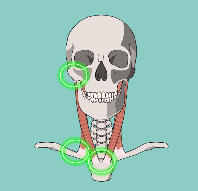 흉쇄유돌근(목빗근) 통증, 기능, 해부, 턱관절과의 관련성 그 모든 것