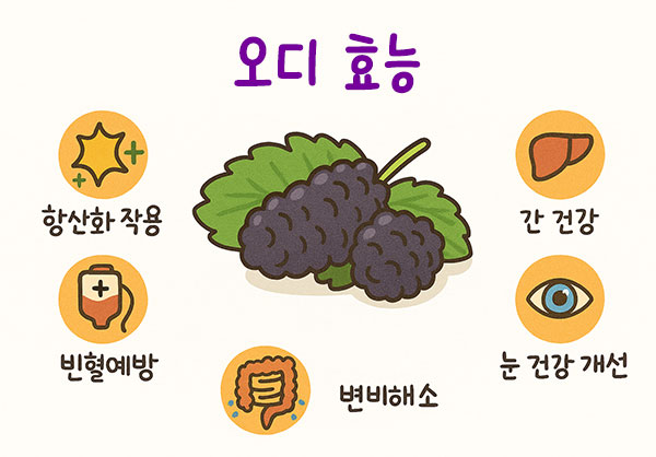 오디 효능 총정리