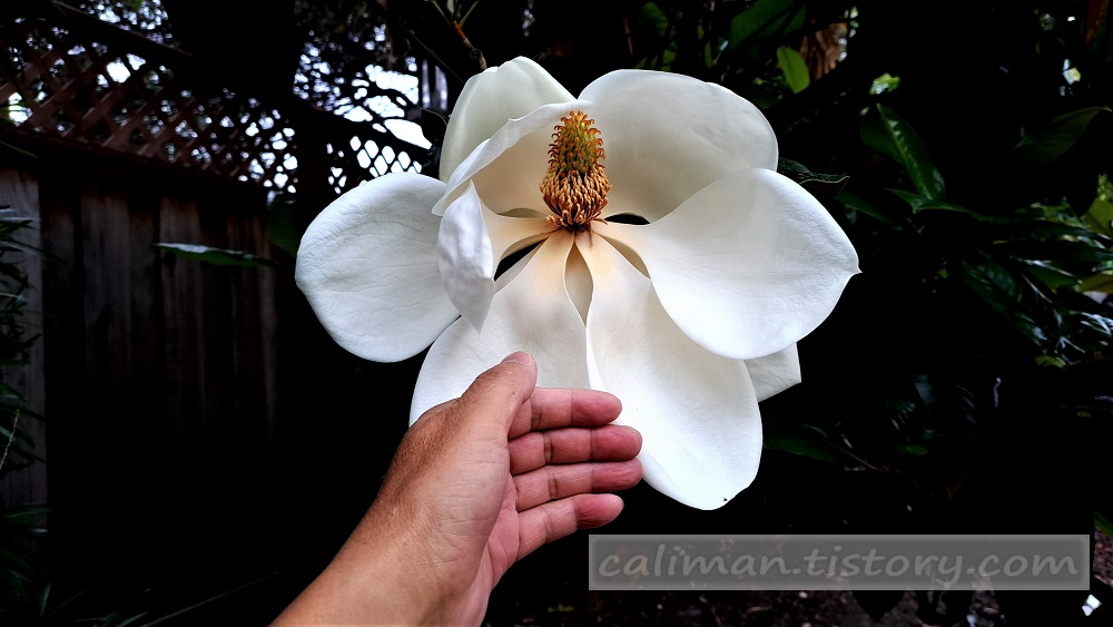 남부 목련(Southern magnolia)