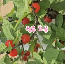 앵두청과 이미지