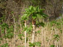 가시오가피의 12가지 장점 37