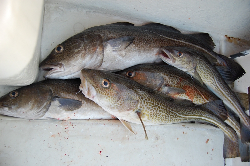 어류 (Fishs)