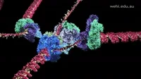 DNA