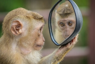 거울을보는-원숭이-스스로-생각하다