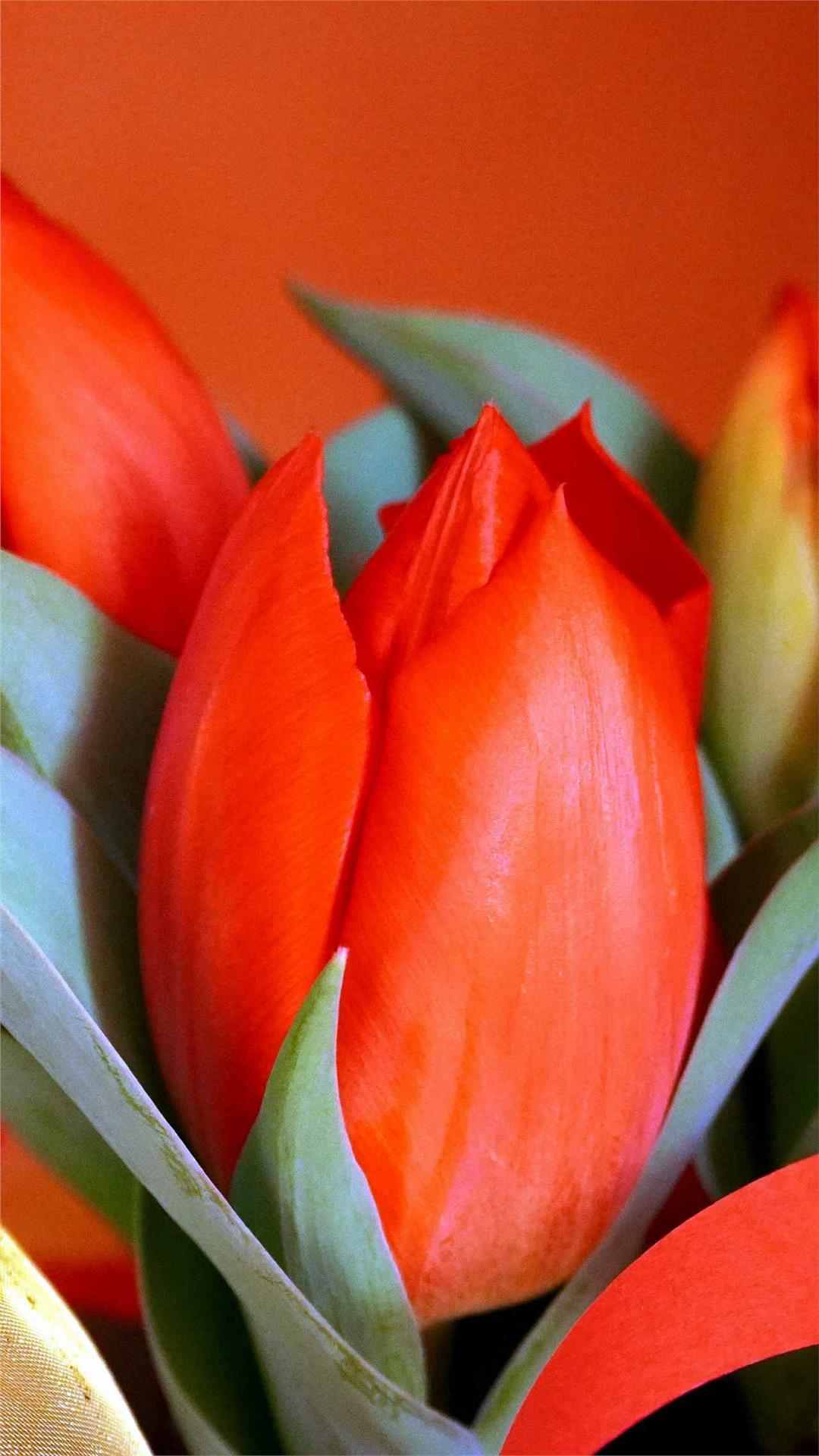 Tulip Flower iPhone Wallpaper