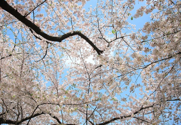 제주 벚꽃 명소