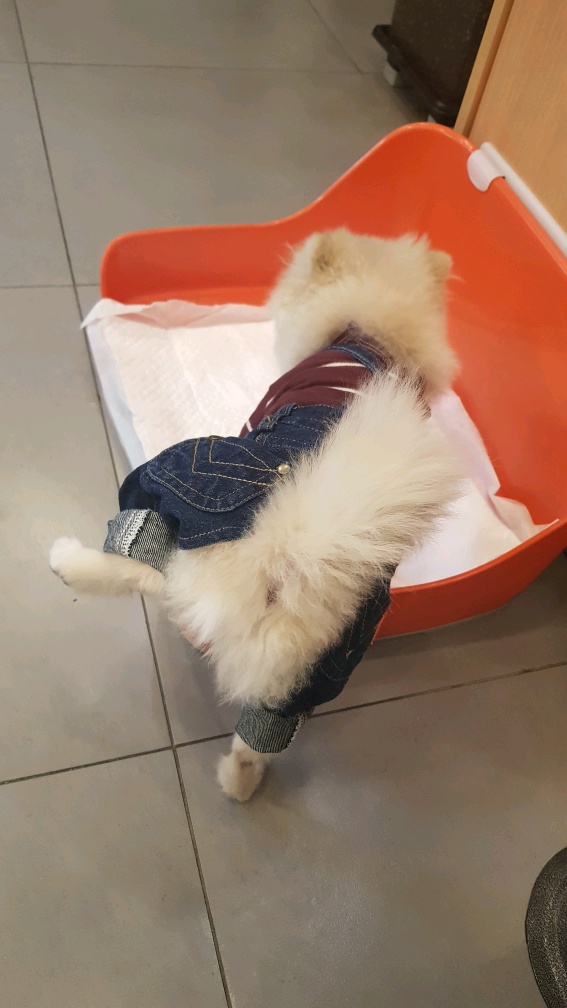 강아지 건강검진을 받았어요 대전동물병원 첫 방문 8