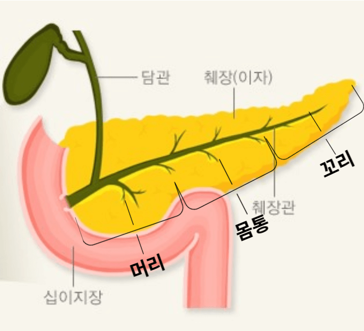 췌장 모양과 설명