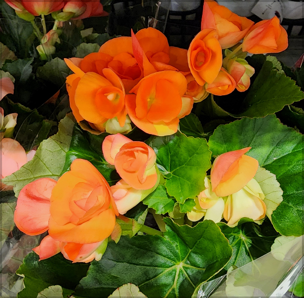 주황색-꽃