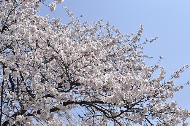 벚꽃나무 사진