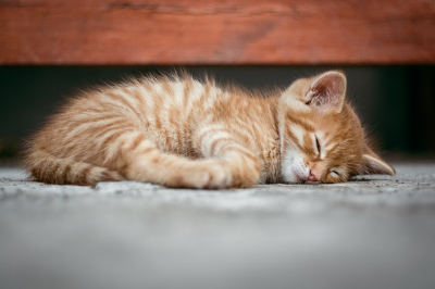 자고 있는 아기 고양이 사진