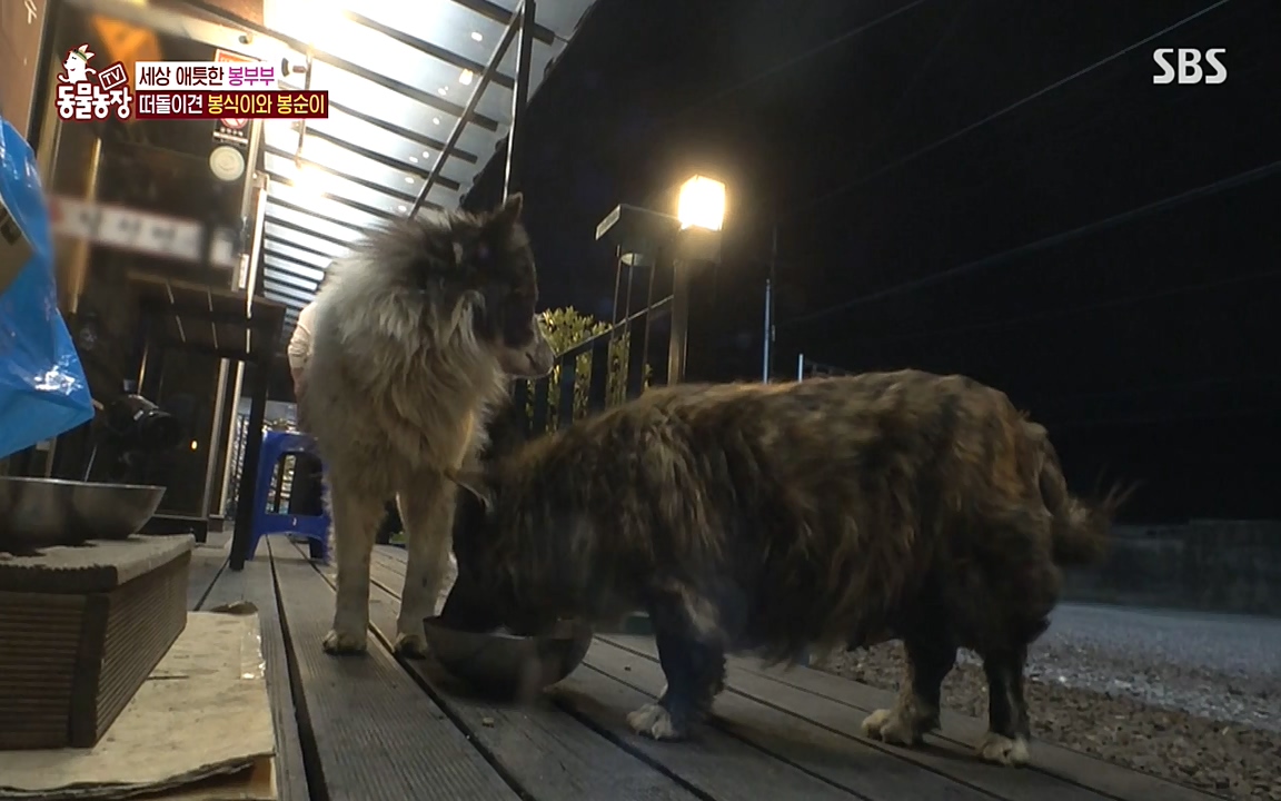 TV 동물농장.E1070.220523p-NEXT.mp4_20220522_182033.059.jpg
