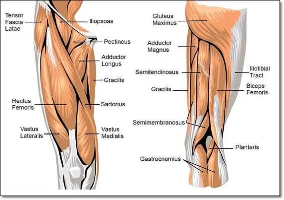 무릎 관절에 부착하거나 지나가는 근육들을 보여주는 해부학 그림