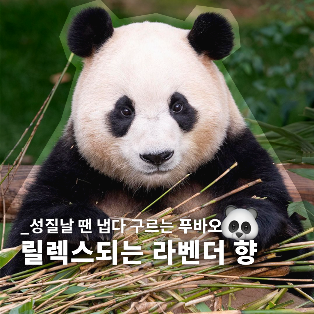  성질날 땐 냅다 구른다는 푸바오에게 라벤더 추천