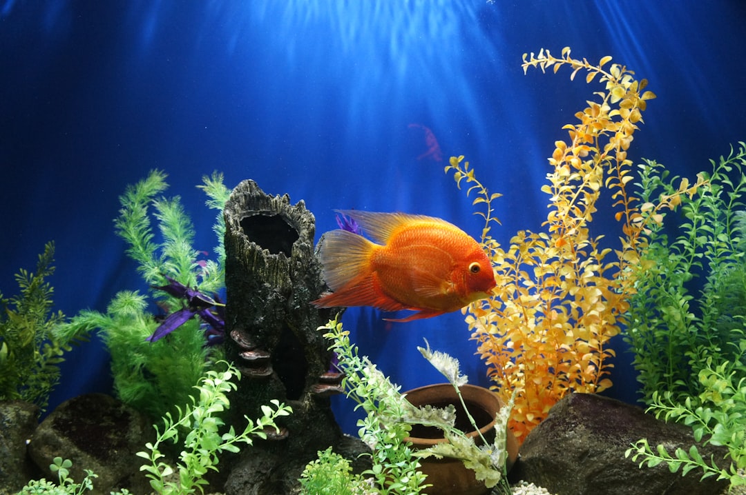 Marine life.