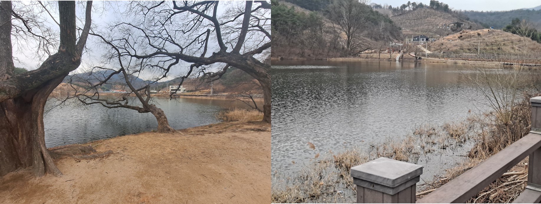반곡지 왕버들 사진