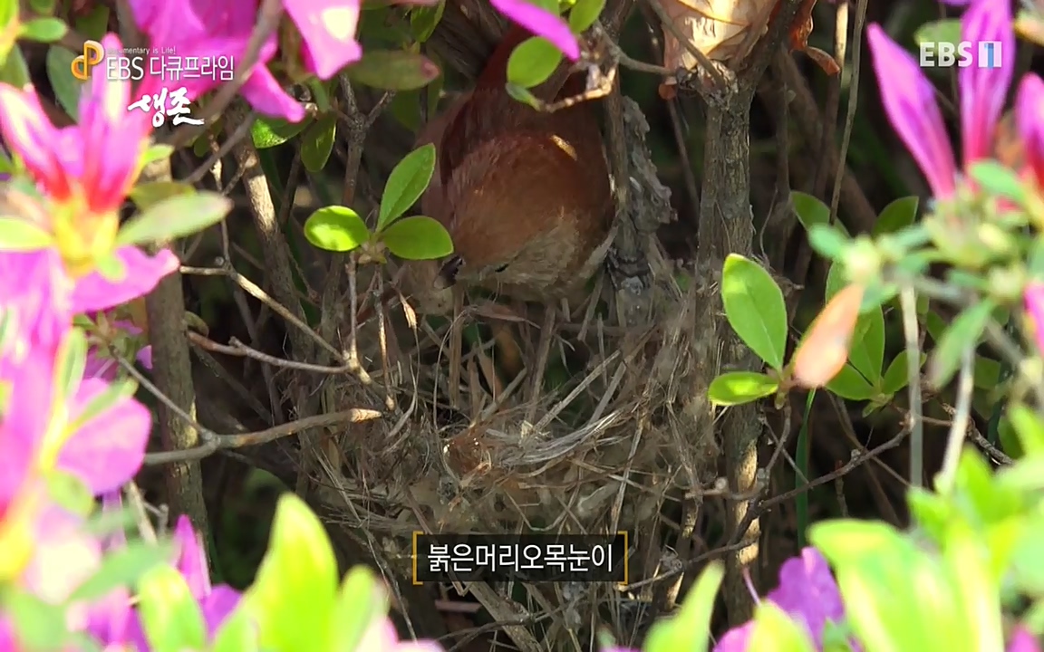 생존 3부_ EBS 다큐프라임_ 220629.avi_20220701_203307.659.jpg