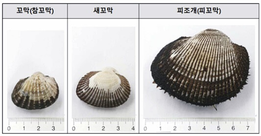  꼬막 종류 참꼬막 새꼬막 피꼬막 차이점 특징 효능