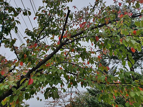 벚나무 단풍