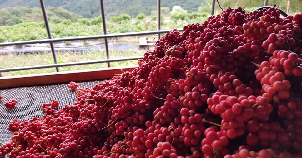 오미자의 오미자(五味子)가 남긴 2021년 4