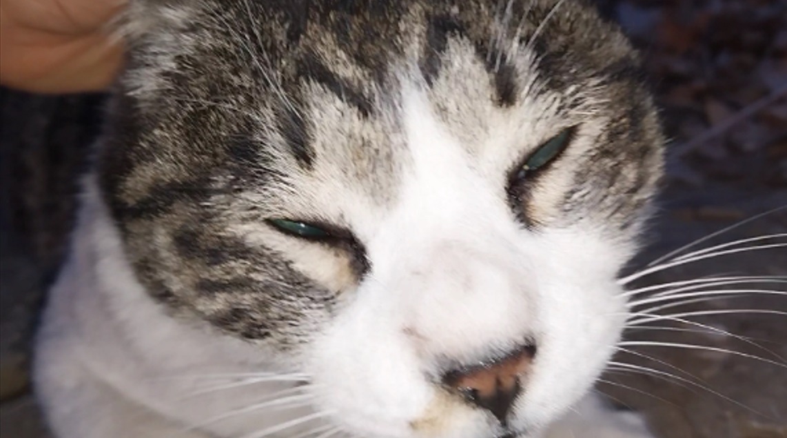 Feline Activities 28