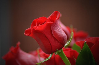 활짝 피지 않은 빨간색 장미 꽃다발