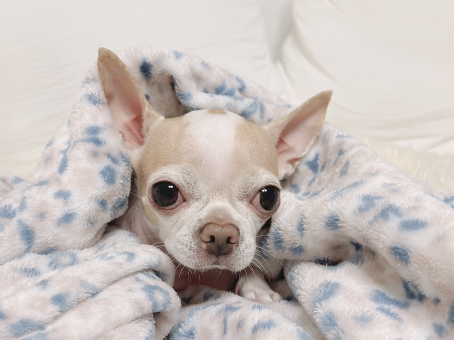 단모 성격 털빠짐 주의점 9