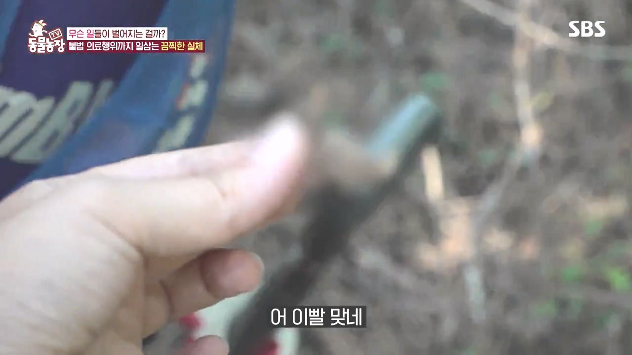 TV 동물농장.E1142.231023p-NEXT.mp4_20231022_172512.299.jpg